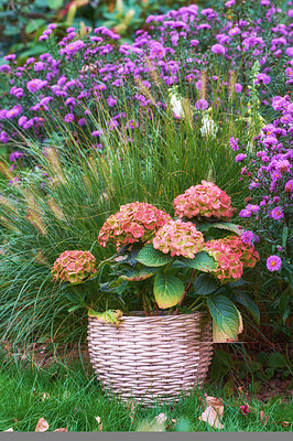 Buy stock photo Hydrangea blooming in a flower basket with large zebra grass and asters on the grass in a garden. Portrait pic of flowers with large leaves in a pot. A well-decorated backyard with flora. 