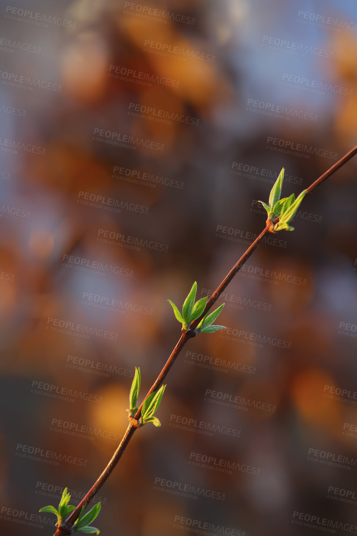 Buy stock photo A thin branch or twig sprouting little leaves during the spring season outside in a garden. Growing green buds blooming from the stem of a plant and transforming into healthy foliage   in a forest