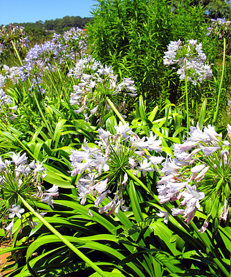 Buy stock photo White lilies growing in nature reserve among other flora in summer. Lilium blooming in a botanical garden in spring. Lily flowers budding in its natural environment. Flowering plants blooming in park