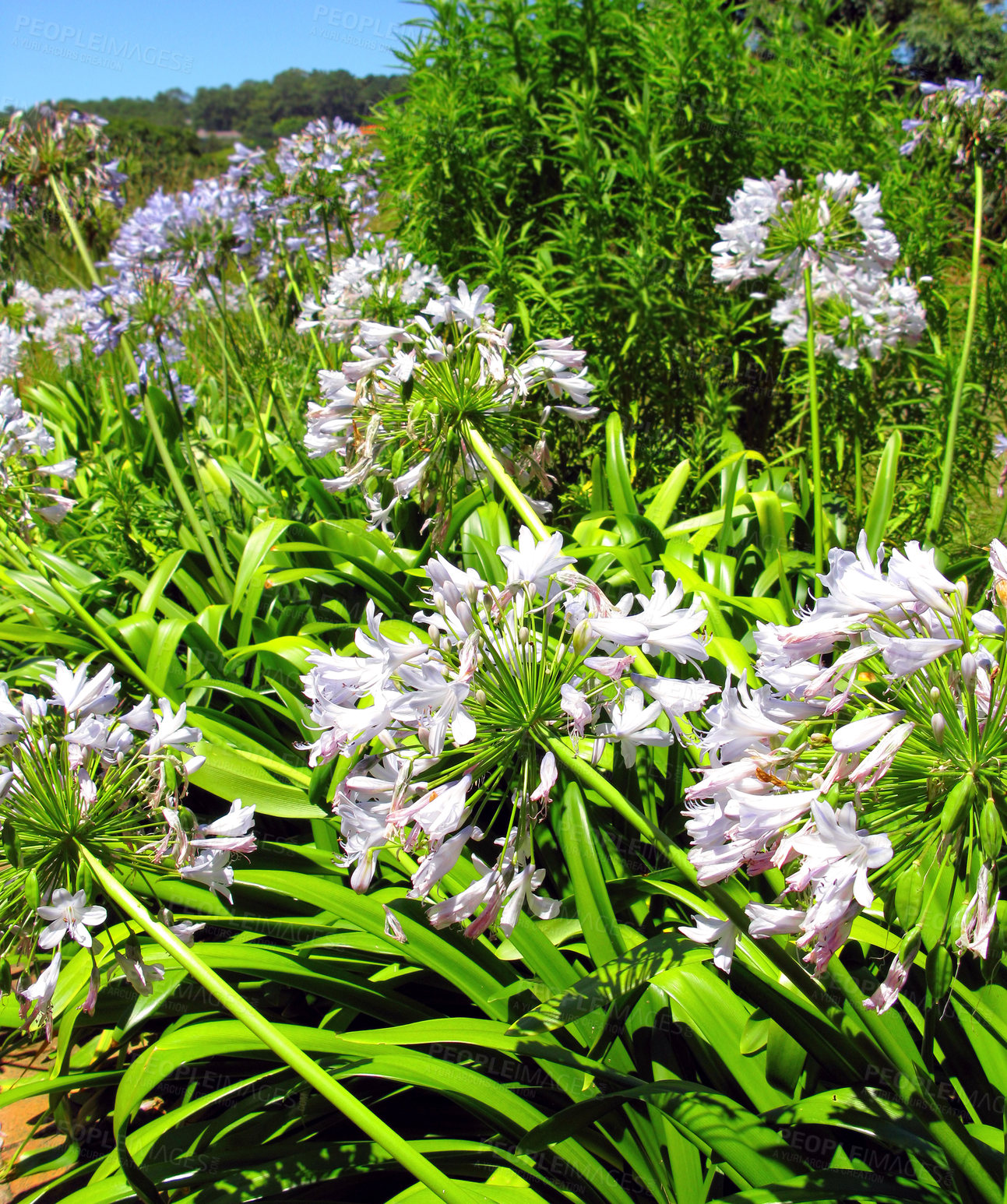 Buy stock photo White lilies growing in nature reserve among other flora in summer. Lilium blooming in a botanical garden in spring. Lily flowers budding in its natural environment. Flowering plants blooming in park