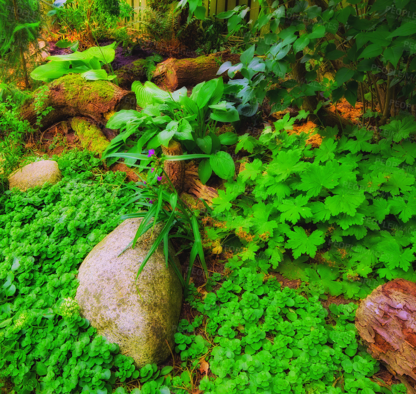 Buy stock photo Fern and tropical plants in the forest. ferns leaf green and natural floral fern background on sunny days. Beautiful ferns leave green foliage. Big grown ferns around the hug stone and other plants.