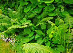 Fern in my jungle garden