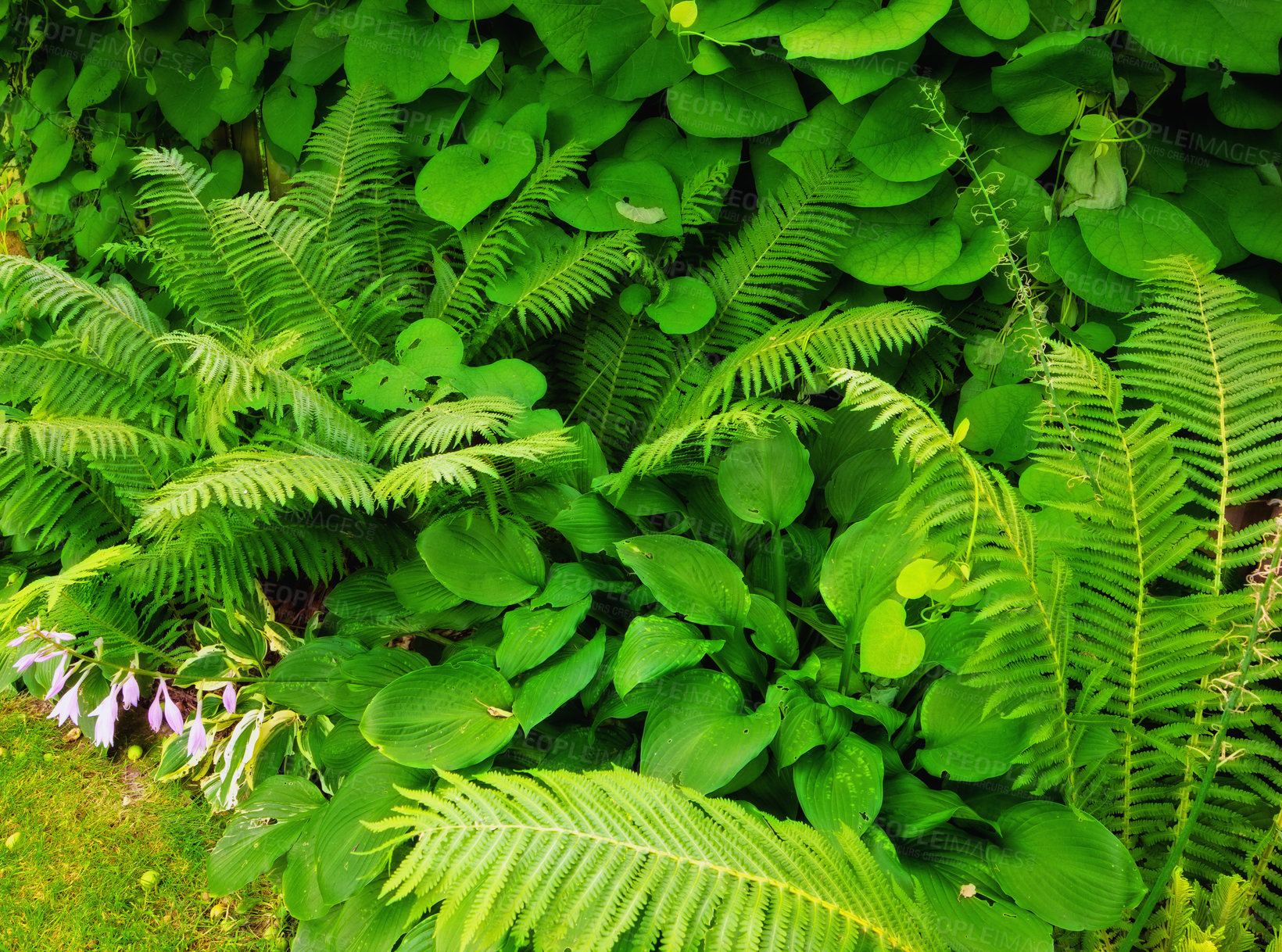 Buy stock photo Fern and tropical plants in the garden on a sunny day. Many kinds of green shrubs in the backyard with green foliage natural floral fern and mixed plants. Beautiful small greenish vegetation.