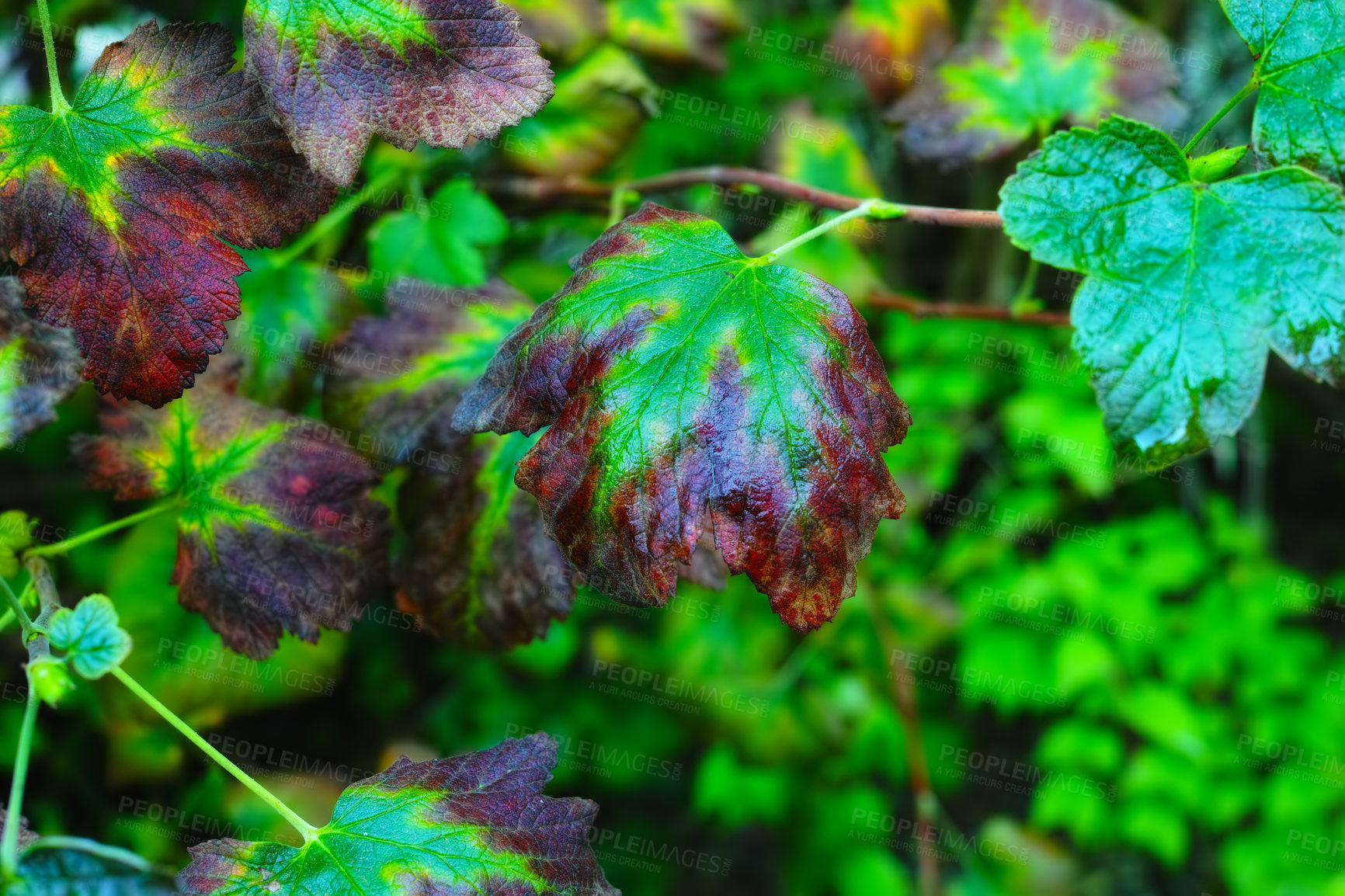 Buy stock photo Closeup of drying ivy gourd leaves on a twig and branch outside in a home garden with a bokeh background and copyspace. Coccinia grandis medicinal plant growing in a remote nature field or backyard