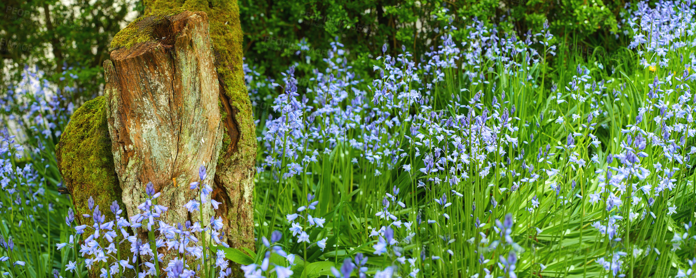 Buy stock photo Landscape view of lush garden filled with blue lilies growing in summer. Flowering plants blooming in its natural environment in spring. Pretty lily flowers blossoming among greenery in meadow