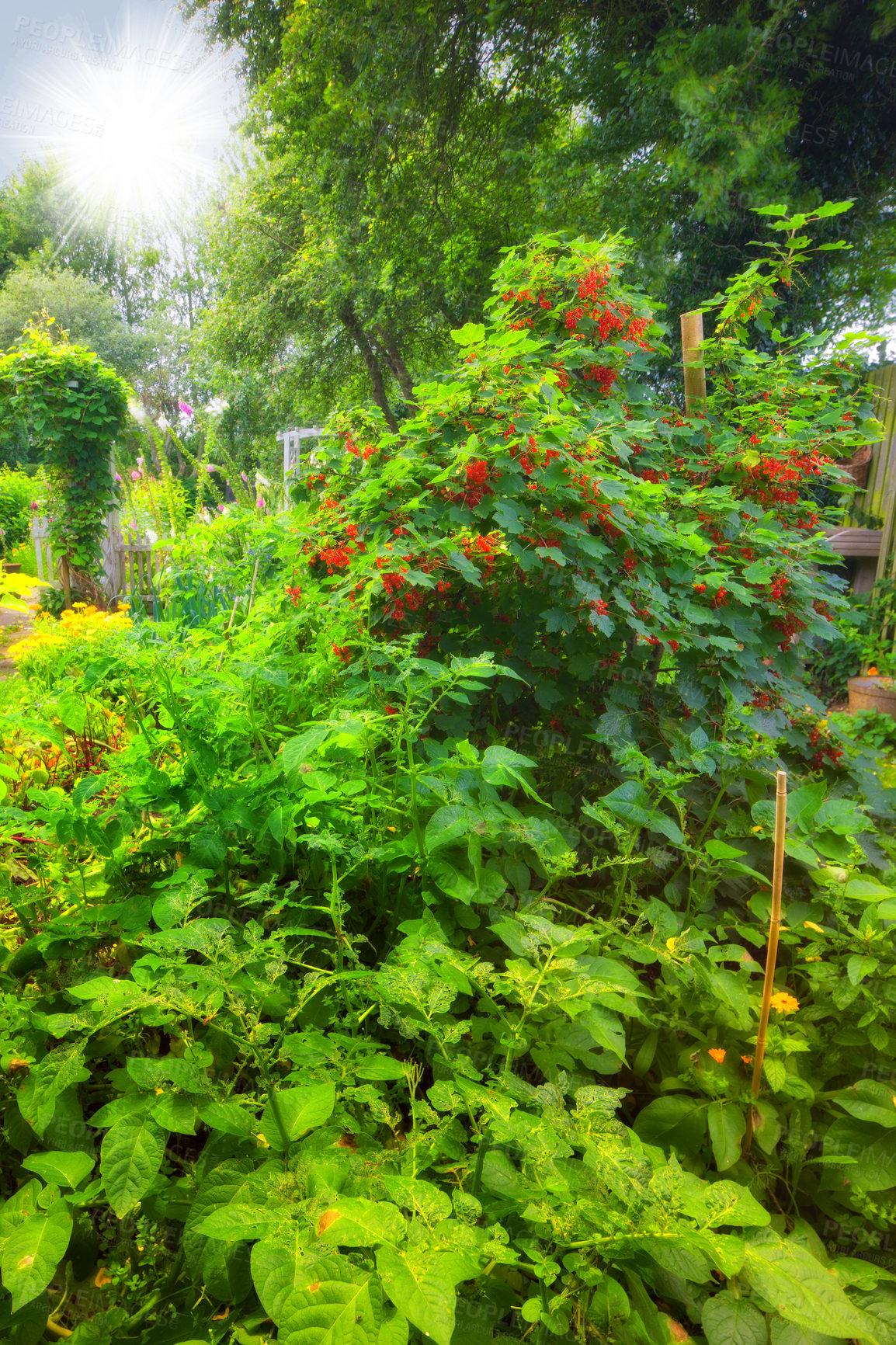 Buy stock photo Bright flowering vegetable garden in a backyard in summer. Rustic organic produce and berries growing in a sunny plot. Tomato, pumpkin and beetroot plants flourishing in a rural community garden