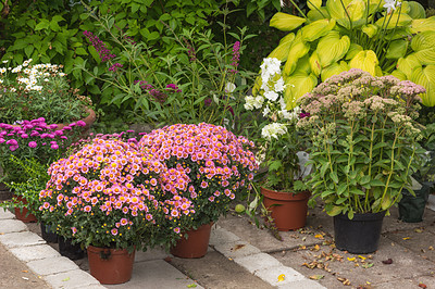 Buy stock photo Landscape of various flowers in vases growing in a backyard garden in summer. Beautiful flora blooming on a lawn in spring outdoors. Tiny flowering plants budding in a yard outside. Greenery in park