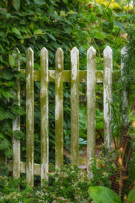 Buy stock photo Rustic mossy picket fence in green garden in the countryside. White moss covered wooden gate post in a lush park or arboretum outside. Wild overgrown plants in a village or cottage backyard in Europe