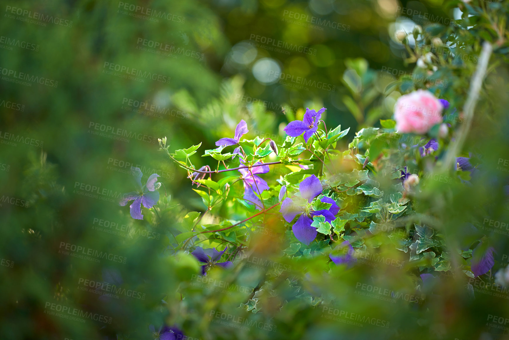 Buy stock photo Purple lilies growing in a garden in summer. Lilium blooming in a botanical nature reserve in spring. Small violet lily flowers budding in a natural environment. Flowering plants blooming on a tree