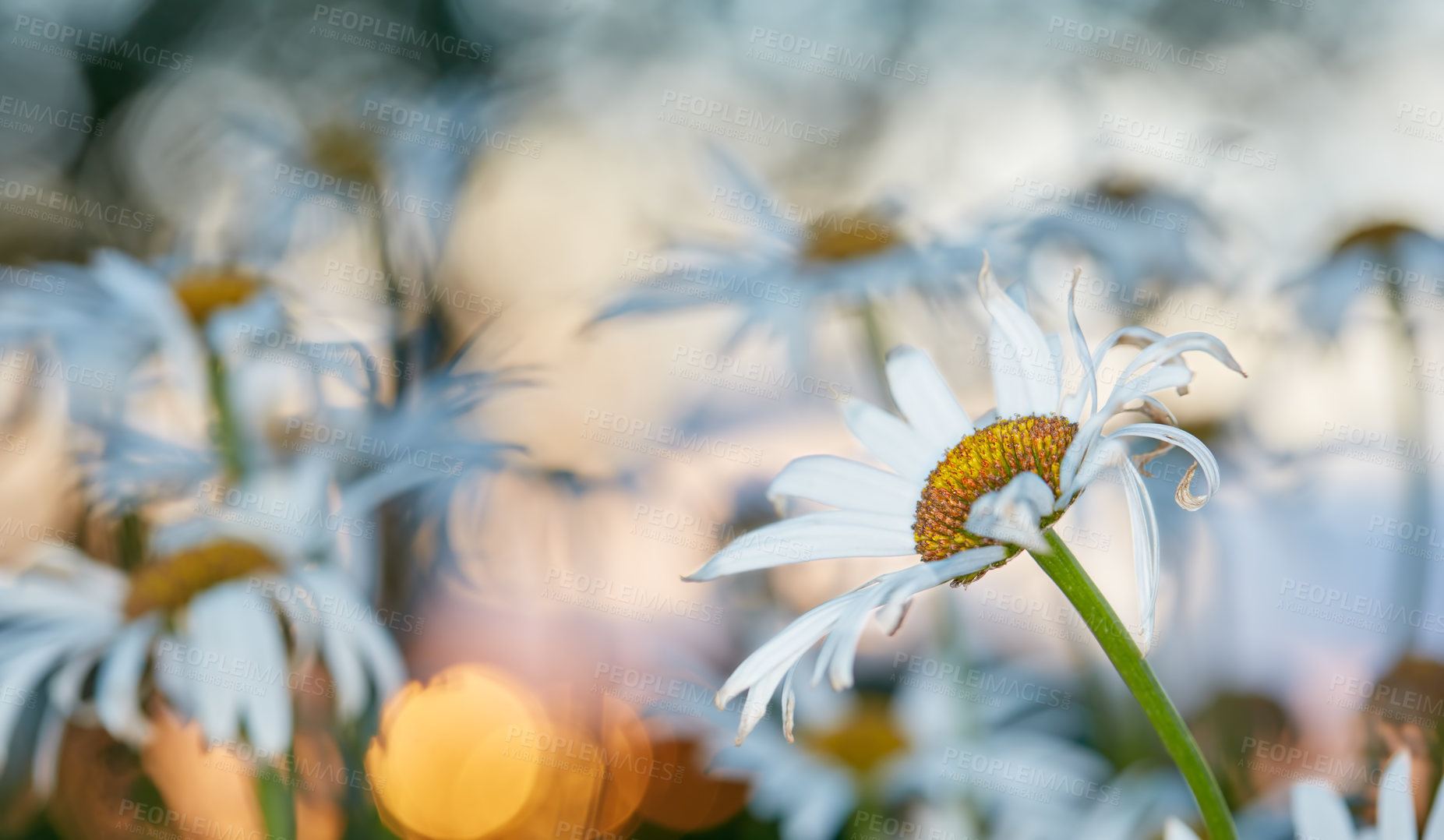 Buy stock photo Closeup of a white daisy isolated against a bokeh background with copyspace in a field of daisies at sunset in a Norway prairie. Marguerite flowers blooming, blossoming and flowering. Chamomile herbs