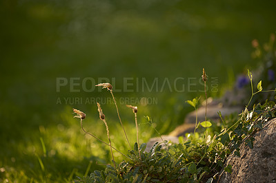 Buy stock photo Copy space of pantego lanceolate plantain plants in nature. Elongated leaves, stems and ears that have several threads Sunlight shining on thriving and green grass covered ground or earth