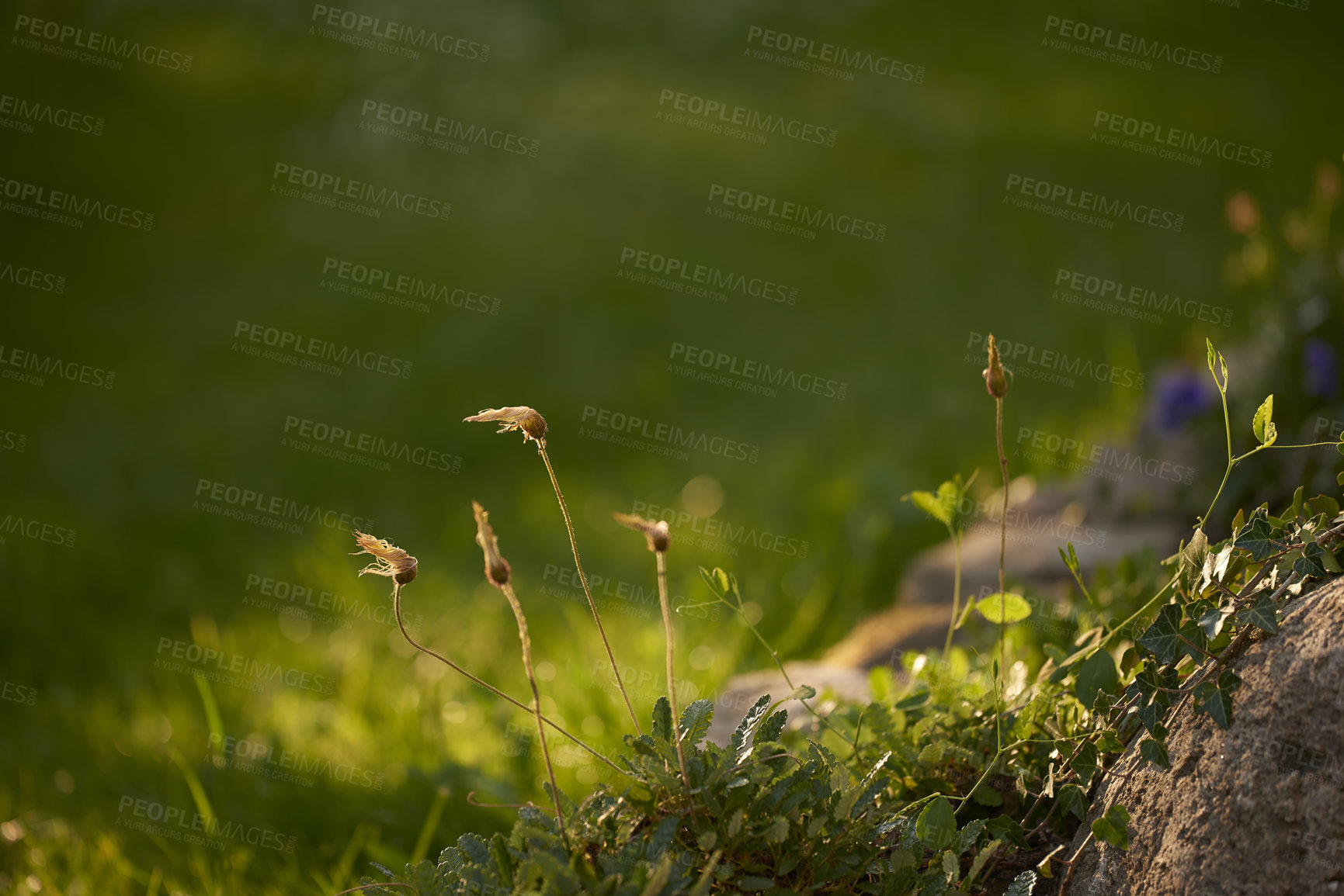 Buy stock photo Copy space of pantego lanceolate plantain plants in nature. Elongated leaves, stems and ears that have several threads Sunlight shining on thriving and green grass covered ground or earth