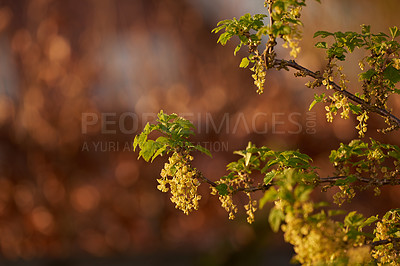 Buy stock photo Flowering yellow honeysuckle bush with copyspace on bokeh copper background in a home garden. Delicate small blooms blossoming on a tree branch growing at sunset outside in a backyard or park. 