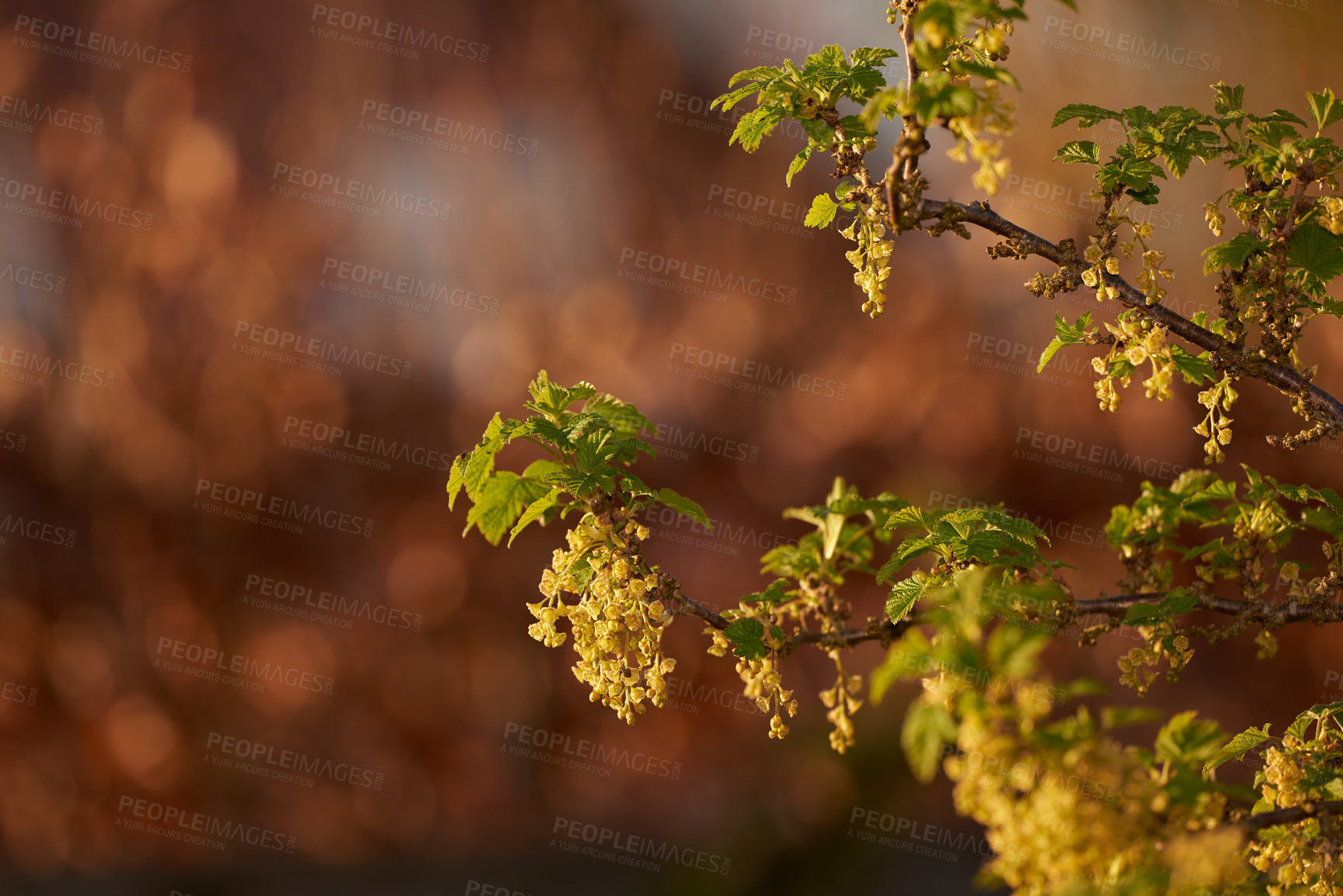 Buy stock photo Flowering yellow honeysuckle bush with copyspace on bokeh copper background in a home garden. Delicate small blooms blossoming on a tree branch growing at sunset outside in a backyard or park. 