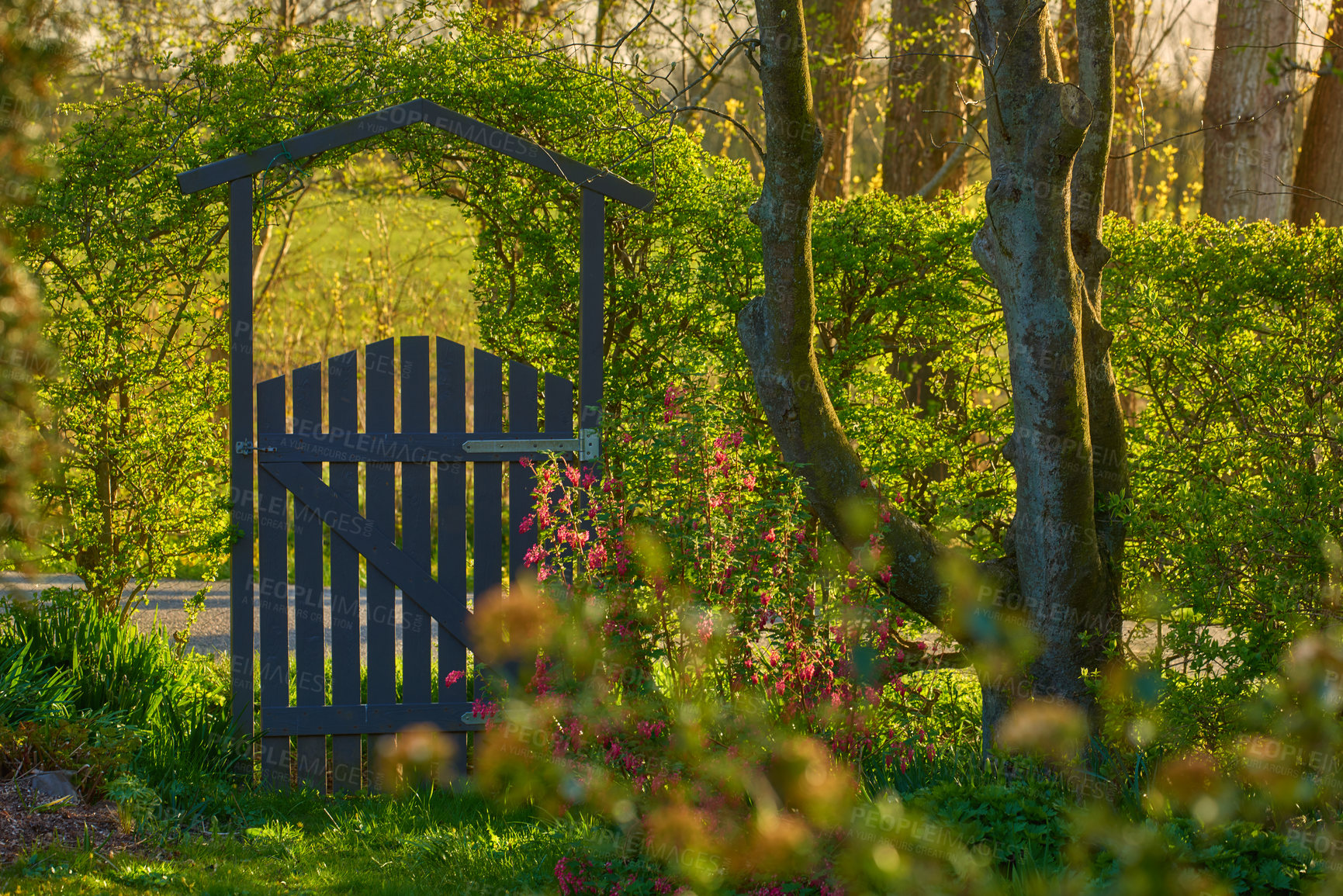 Buy stock photo Small wooden gate in the countryside. Lush green garden upon entrance to private home in the woodlands. Sanctuary or safe haven in remote area in nature. Frontyard with trees, plants and green grass