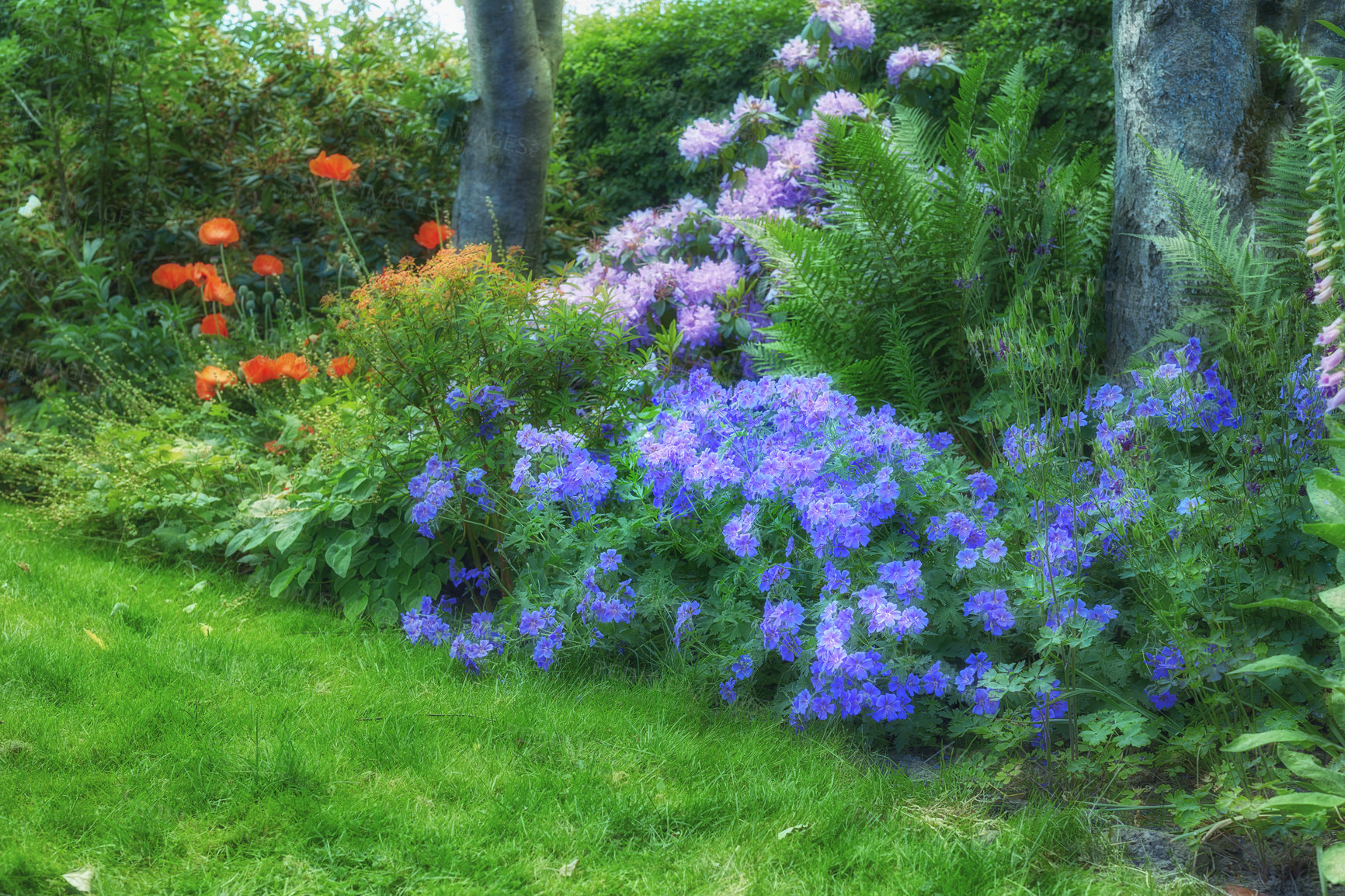 Buy stock photo Landscape of geranium flowers in a garden flourishing in a meadow or lush green backyard in spring. Purple plants growing and blooming on grass. Beautiful violet flowering plants budding in a forest