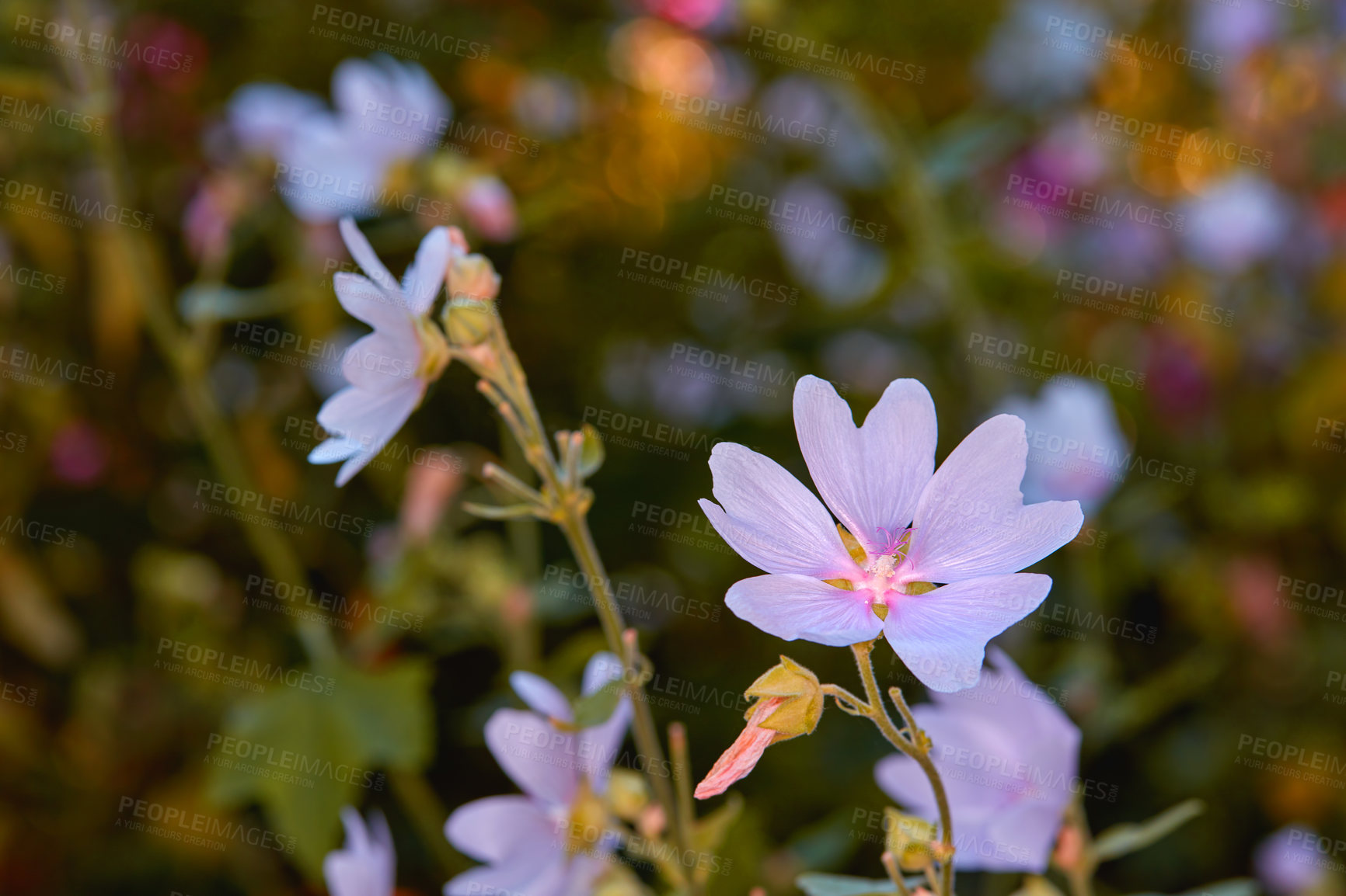 Buy stock photo Pink lilies growing in a garden in summer. Lilium blooming in a backyard in spring. Pretty purple lily flowers budding in a natural environment. Flowering plants blooming in a nature reserve