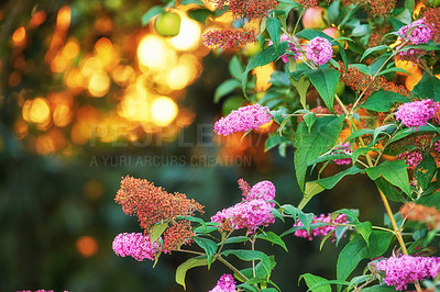 Buy stock photo Stunning pink summer lilac flower bush at sunset against a blurred copy space background with bokeh. Delicate wild blossoms growing in garden at dawn. Fragile magenta blooms with lush leaves in field