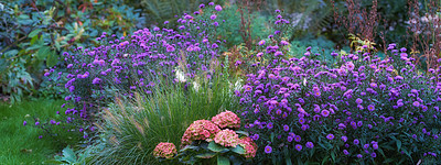 Buy stock photo Landscape of aster flowers growing in botanical garden in summer. Flowering plants blooming in its natural environment in spring. Pretty purple blossoms blossoming in a nature reserve or park