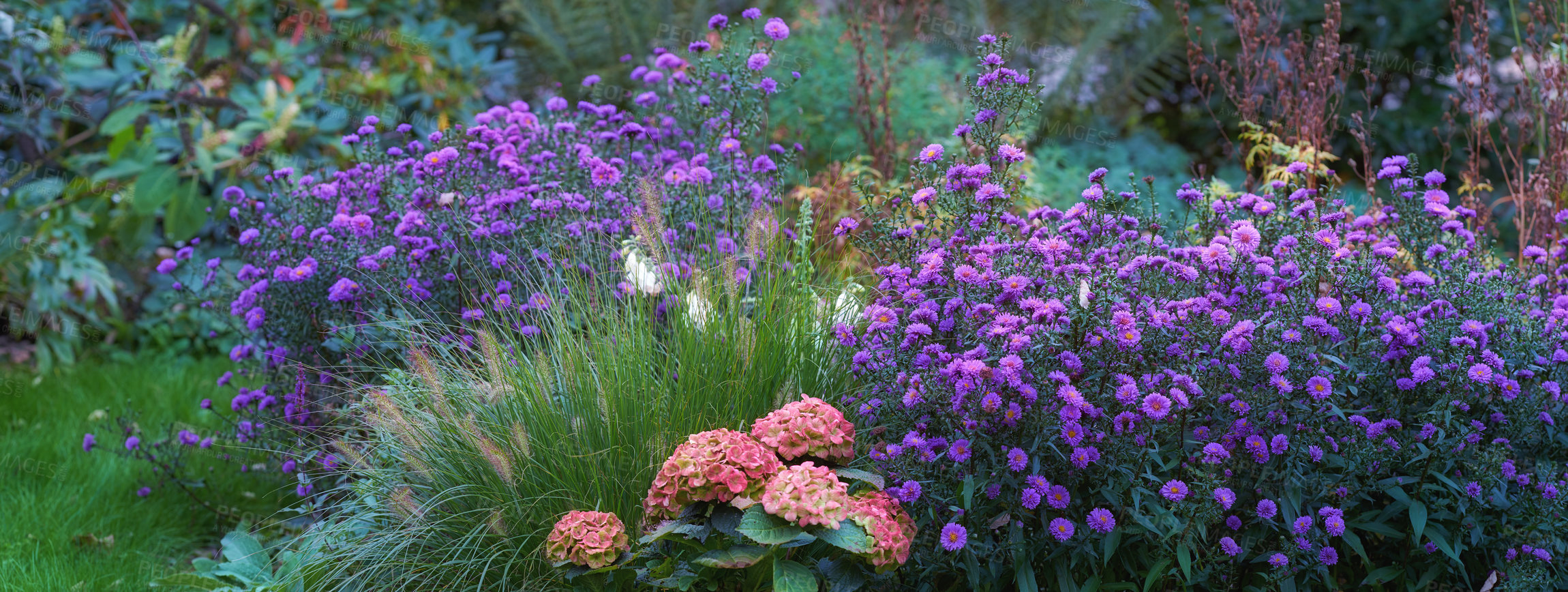 Buy stock photo Landscape of aster flowers growing in botanical garden in summer. Flowering plants blooming in its natural environment in spring. Pretty purple blossoms blossoming in a nature reserve or park