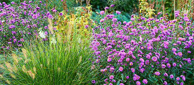 Buy stock photo Violet aster flowers in a decorative garden plant. A garden of all seasons. A view of blooming aster flowers with different plants on a sunny day. A scenic view of violet aster flowers in a lawn area