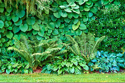 Buy stock photo Ferns, vine and plants growing in a botanical garden or park on a sunny day in fresh air outside. Scenic landscape and vibrant background of foliage with copyspace. Greenery in a natural environment