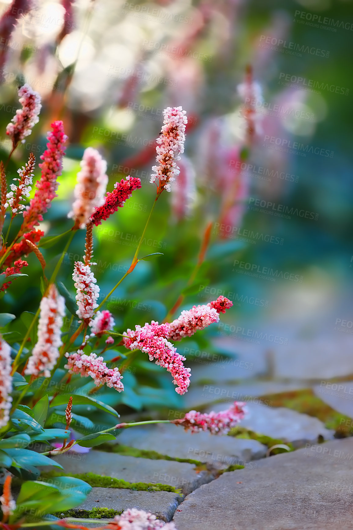 Buy stock photo Knotweed blooms in summer in the garden. Pink blossom and lush plants in a garden or backyard. A beautiful persicaria affine in the morning light, in front of blurred background in a garden.