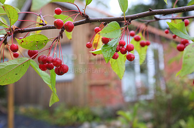 Buy stock photo A bunch of grown crabapples-like fruit is hanging on a branch in the backyard. A portrait view of small fruit with a house in the background. A backyard view of the house with a branch of a tree.