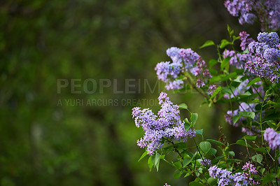 Buy stock photo Purple lilies growing on a tree in a backyard garden in summer. Lilium blooming in a park in its natural environment in spring. Lily flowering plants blooming in a nature reserve with copy space