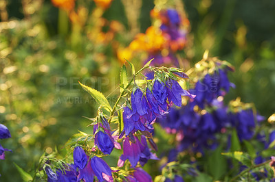 Buy stock photo Meadow geranium flowers growing in a botanical garden in summer. Geranium pratense growing and blooming on a field in spring. Beautiful violet flowering plants budding in a yard. Wild plants on lawn