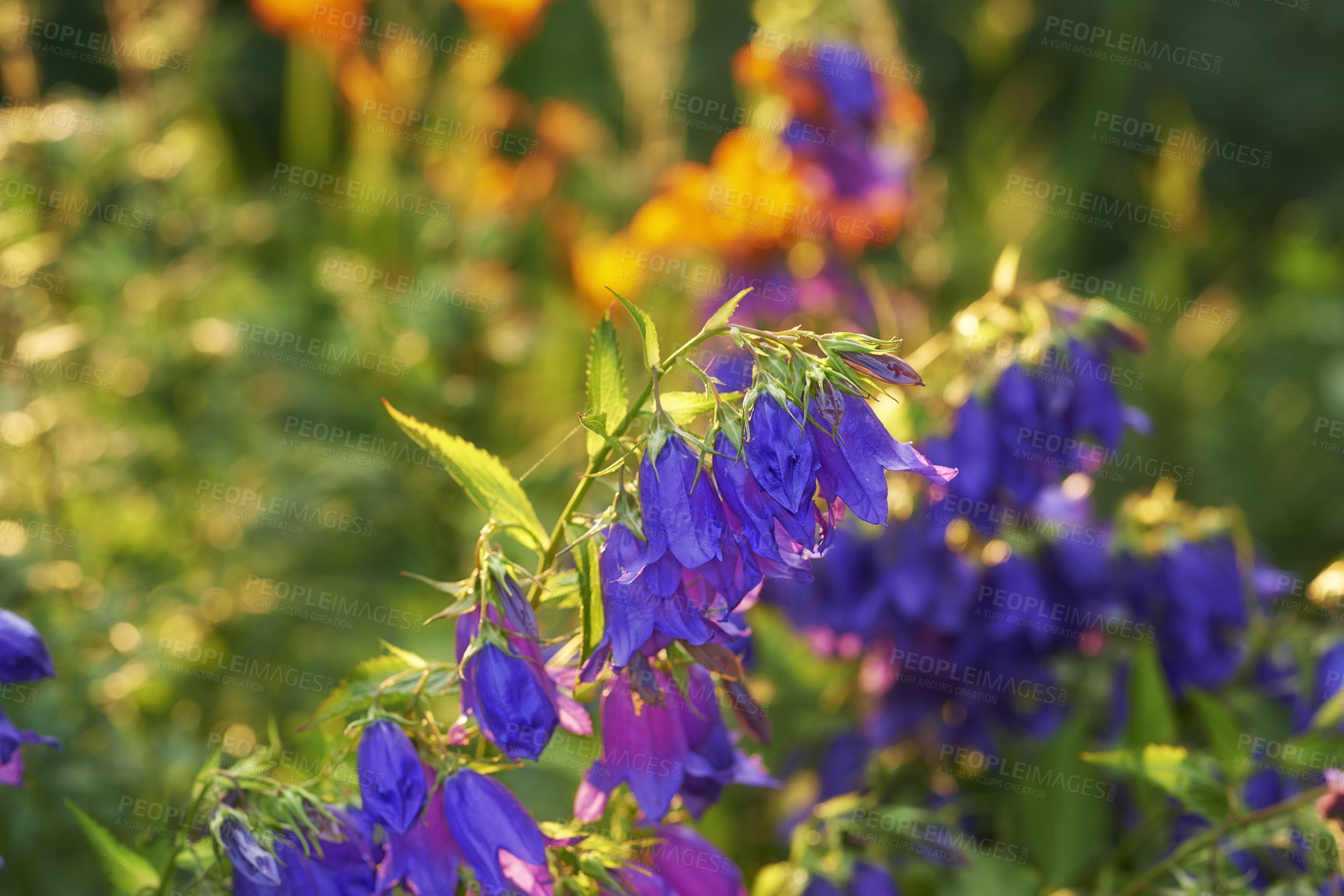 Buy stock photo Meadow geranium flowers growing in a botanical garden in summer. Geranium pratense growing and blooming on a field in spring. Beautiful violet flowering plants budding in a yard. Wild plants on lawn