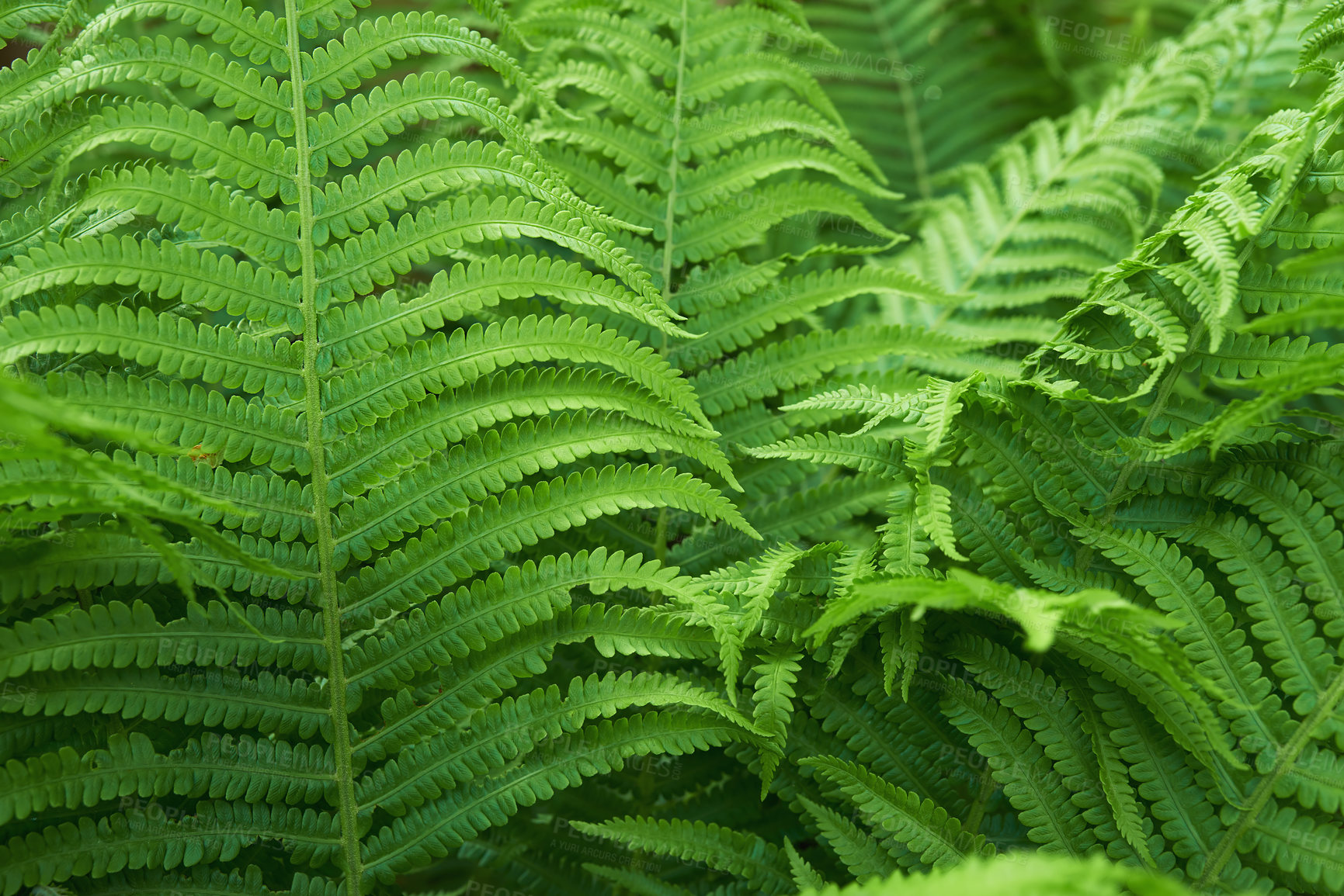 Buy stock photo A Closeup of a fern plant lushly green in a garden. Full of tropical furled leaves growing in forest or woodland outside. Macro nature background for copy space. Evergreen vascular plant. 