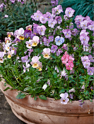 Buy stock photo Top view of pink pansies growing in vase in backyard garden in summer. Purple plants blooming on lawn in spring from above. Violet flowering plants budding in a yard outside. Flora on display at home