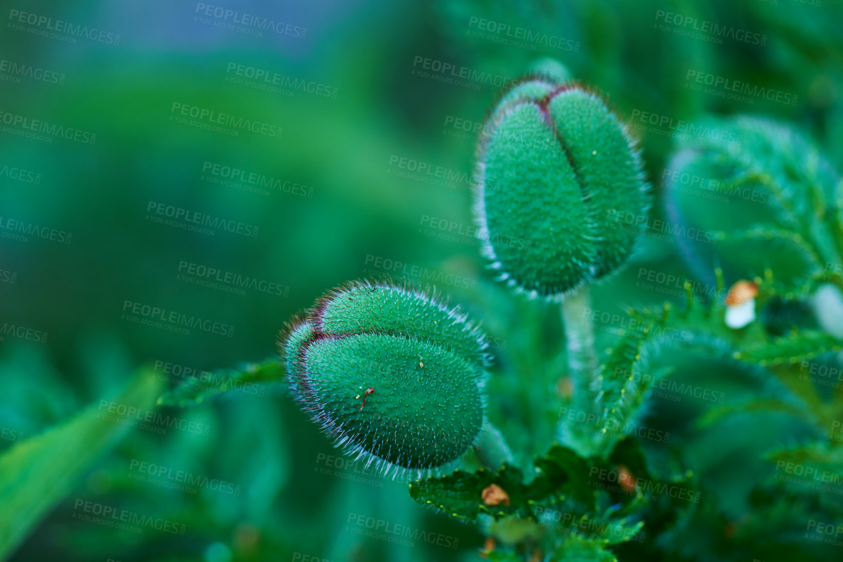 Buy stock photo A close-up view of an Unopened poppy flower in spring. Macro photo nature flowers blooming poppies. Background texture of green plants. green head with thorns, Poppy waiting to burst into flower.