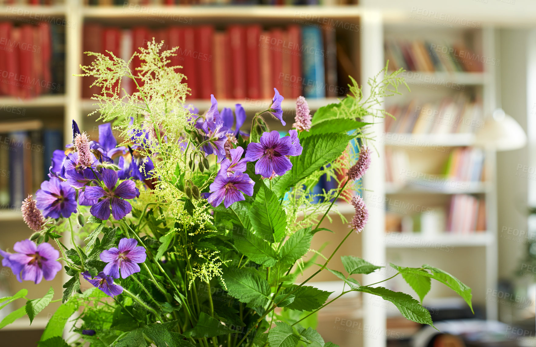 Buy stock photo Closeup of purple meadow cranesbill flowers blossoming in arranged bouquet in mental health counseling room. Geranium pratense blooming, flowering in home library. Calming centerpiece of fresh plants