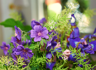 Buy stock photo Meadow geranium flowers growing in a backyard garden in summer. Purple geranium pratense growing and blooming on a lawn in spring. Beautiful violet flowering plants budding in a yard. 