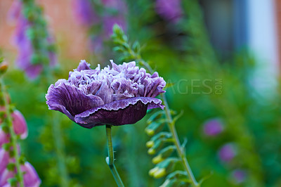 Buy stock photo Purple poppies growing in a nature reserve in summer. Poppy flower blooming in a botanical garden in spring. One plant budding in a natural environment. Flowering plants blooming in a forest