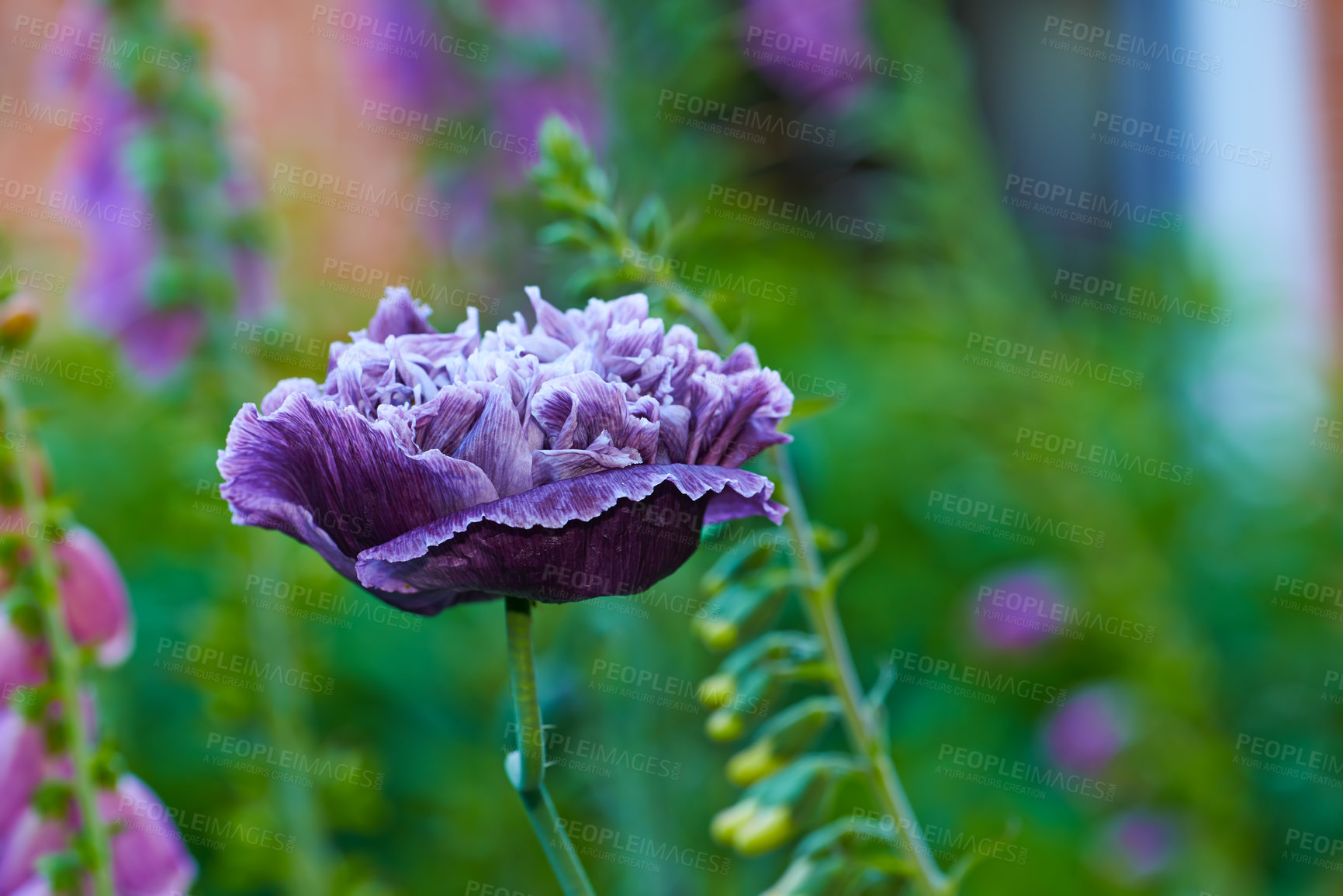 Buy stock photo Purple poppies growing in a nature reserve in summer. Poppy flower blooming in a botanical garden in spring. One plant budding in a natural environment. Flowering plants blooming in a forest