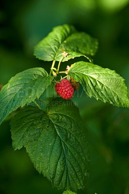 Buy stock photo Closeup of a raspberry growing in a garden on a sunny day outdoors with copy space. Ripe and healthy fruit blossoming on a bush. Fresh seasonal produce cultivated for harvest in a lush berry orchard