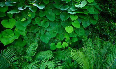 Buy stock photo Tropical leaves growing in a forest or jungle outside. Beautiful nature scene with copyspace. Lush green plants growing in a botanical garden summer. Fern foliage and natural leafy background