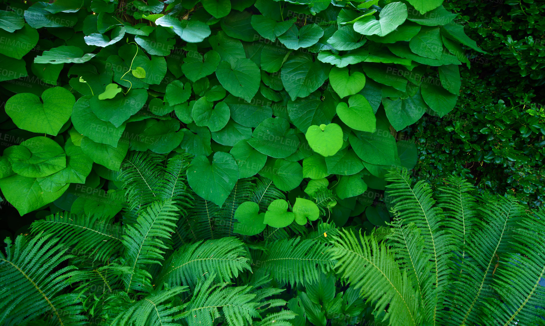 Buy stock photo Tropical leaves growing in a forest or jungle outside. Beautiful nature scene with copyspace. Lush green plants growing in a botanical garden summer. Fern foliage and natural leafy background