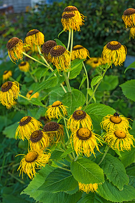 Buy stock photo Landscape of dead sunflowers in backyard garden in summer. Flowering plants on grassy field in spring. Beautiful yellow flowers in a nature reserve. Flora dying in its natural environment from above
