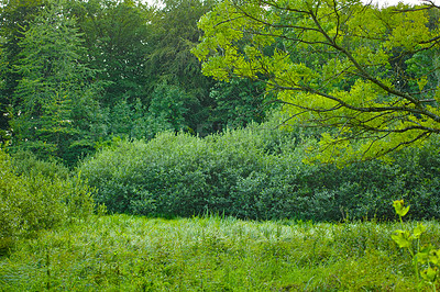 Buy stock photo A scenic forest of green trees on a sunny day with grass in the foliage. Dense wet coniferous forest in springtime. Abundant deciduous forest with copy space. 