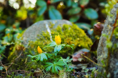 Buy stock photo Closeup of yellow forest flowers in the uncultivated wilderness against a blurry nature background with copy space. Delicate greenery with bright wild blooms growing in the woods outside in spring