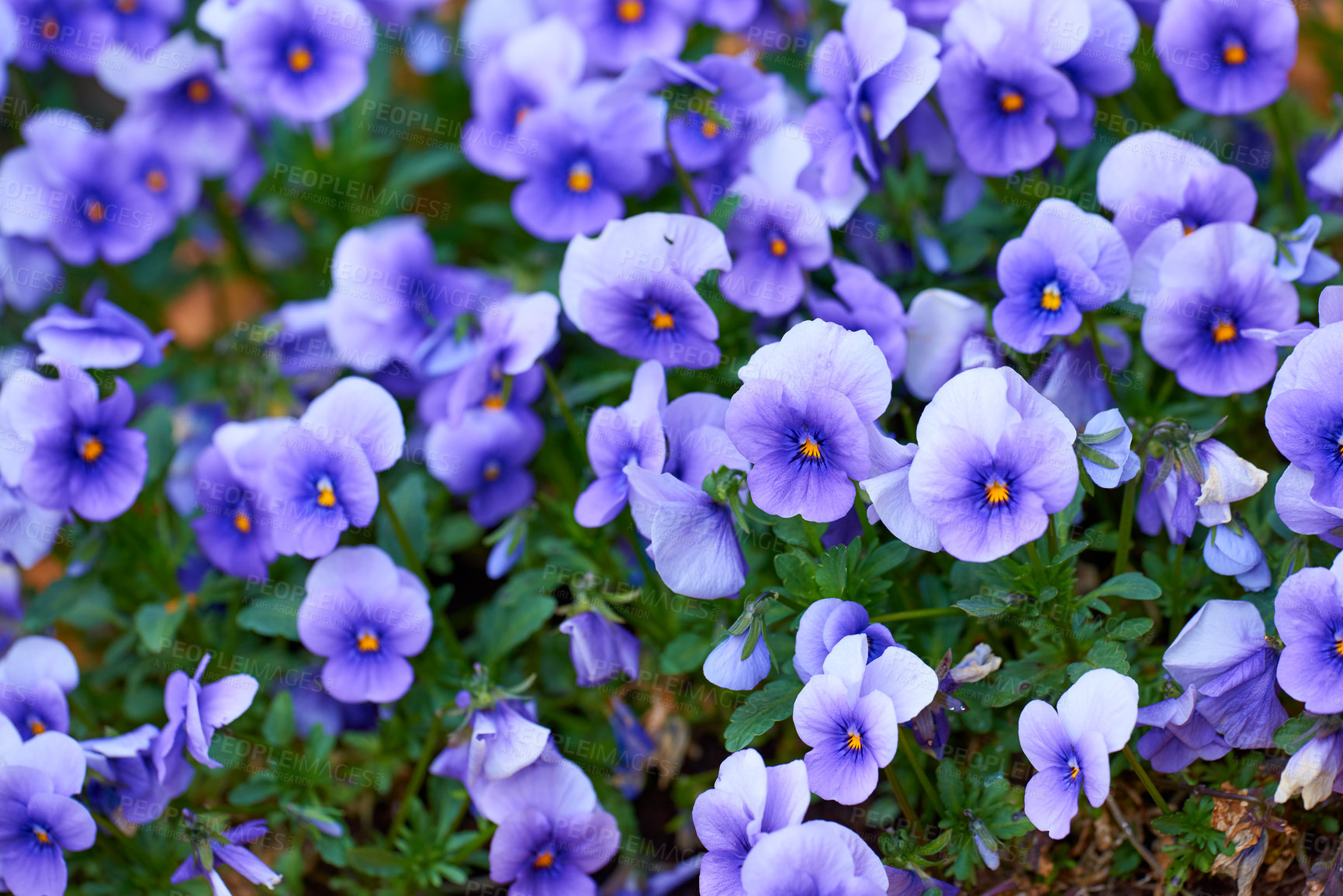 Buy stock photo Top view of pansies growing in a backyard garden in summer. Beautiful violet hybrid plant blooming on a lawn in spring outdoors from above. Tiny purple flowering plants budding in a yard outside