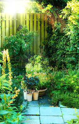 Buy stock photo Beautiful backyard with white, pink, and yellow flowers surrounded by green lush with a picket fence in the background. A  garden with many varieties of plants and flowers. An area with fresh plants