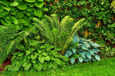 Buy stock photo Green fern leaves and plants growing in a lush botanical garden or park in the sun and fresh air outdoors in spring. Closeup of vibrant and leafy polypodiophyta species of foliage blooming in nature