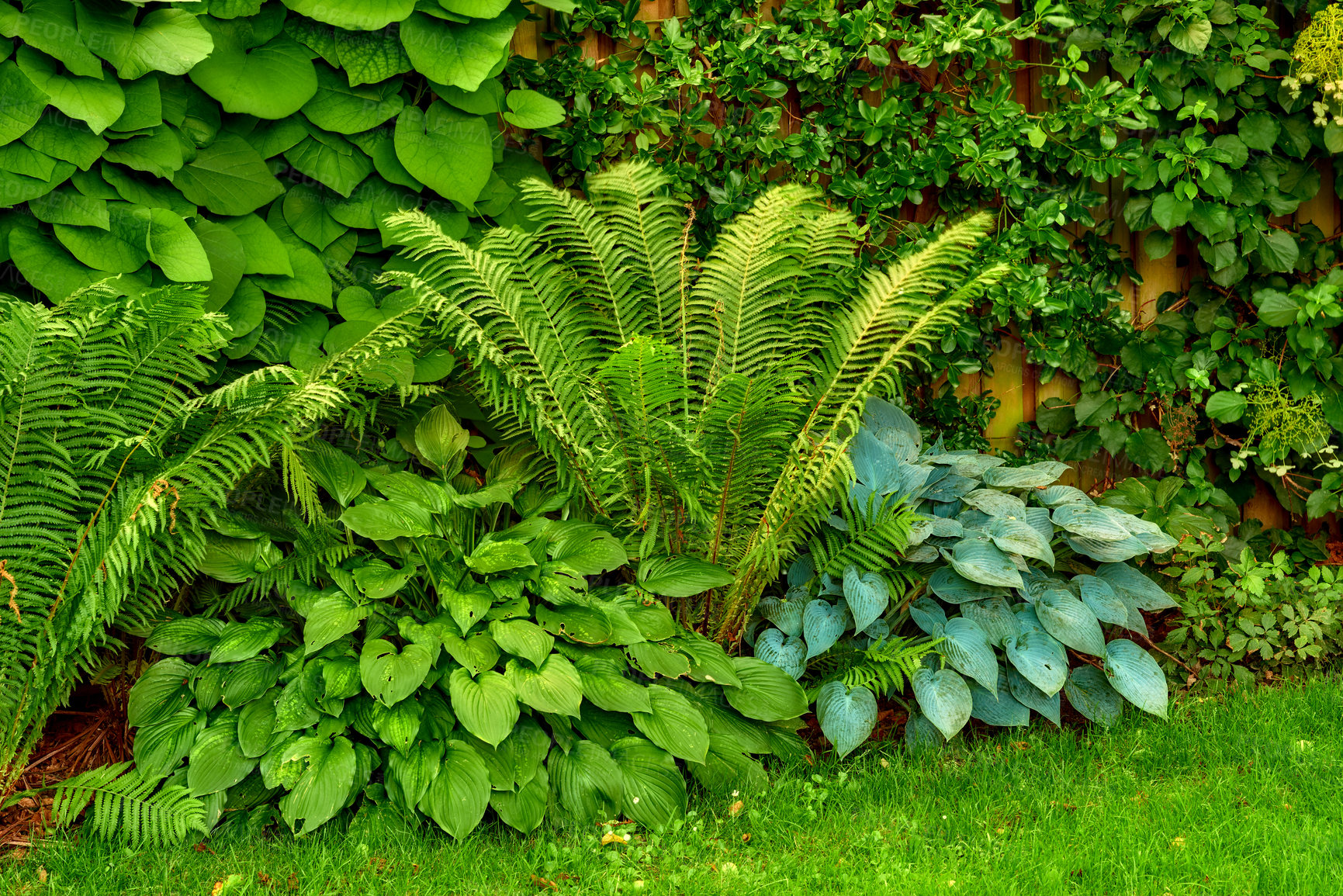 Buy stock photo Green fern leaves and plants growing in a lush botanical garden or park in the sun and fresh air outdoors in spring. Closeup of vibrant and leafy polypodiophyta species of foliage blooming in nature