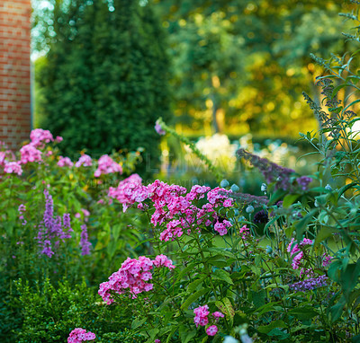 Buy stock photo A close-up portrait view of a beautifully bloomed phlox in the garden with green leaves on it. Pink and purple petals on the flower and white center an amazing green field on a bright sunny day.     