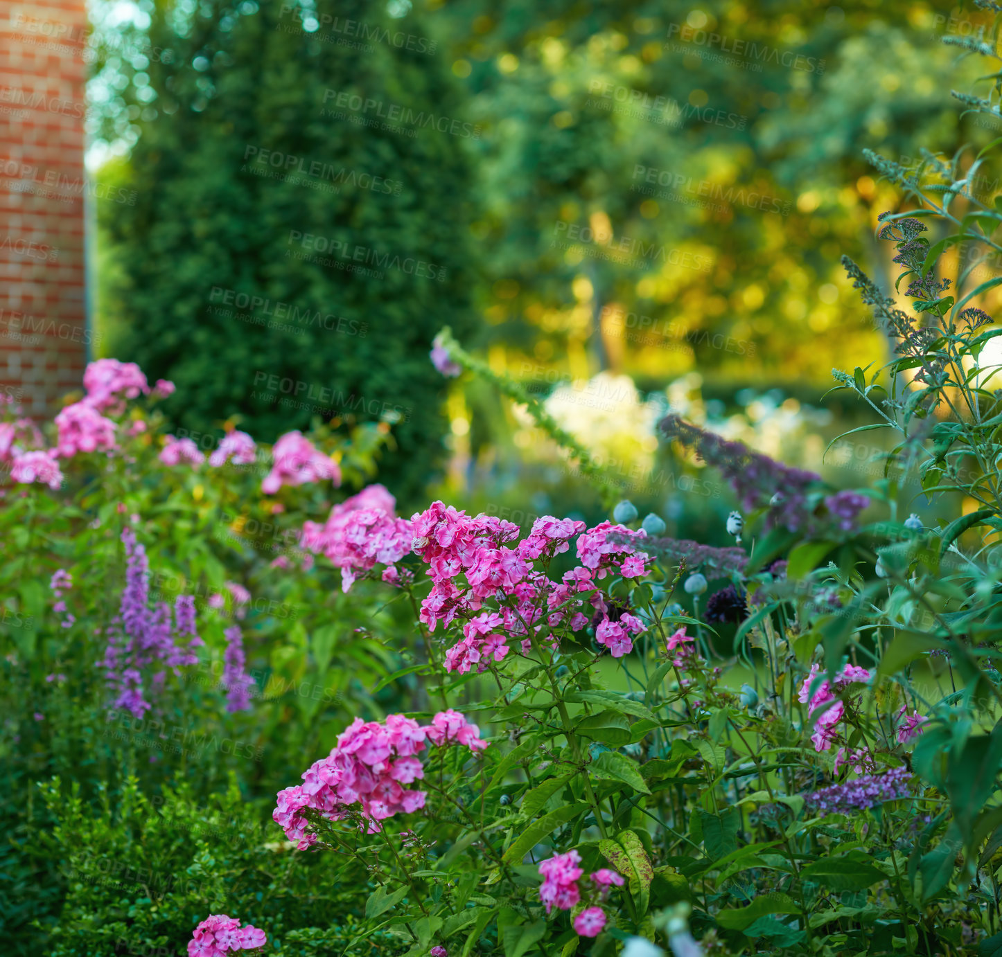 Buy stock photo A close-up portrait view of a beautifully bloomed phlox in the garden with green leaves on it. Pink and purple petals on the flower and white center an amazing green field on a bright sunny day.     